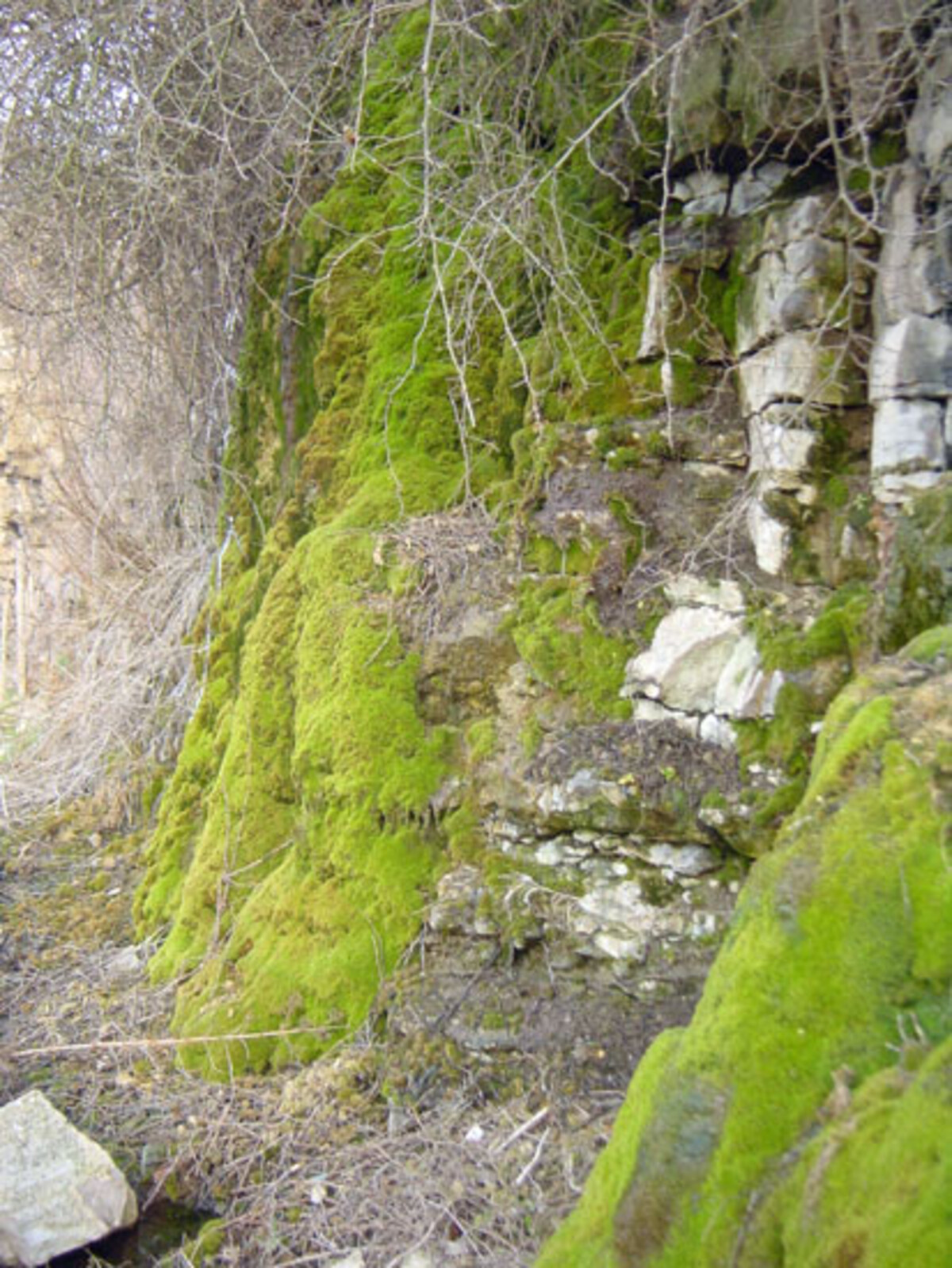 Kalktuffquelle an Muschelkalkfelsen