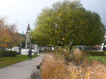 Das Bild zeigt einen Teil des Stadtgartens und die große Flügelnuss an der Harmonie. Hier gilt das nun verlängerte Alkoholverbot.