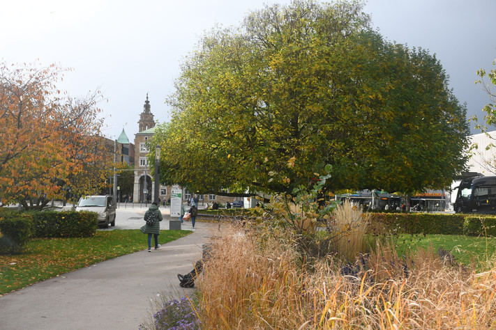 Das Bild zeigt einen Teil des Stadtgartens und die große Flügelnuss an der Harmonie. Hier gilt das nun verlängerte Alkoholverbot. 