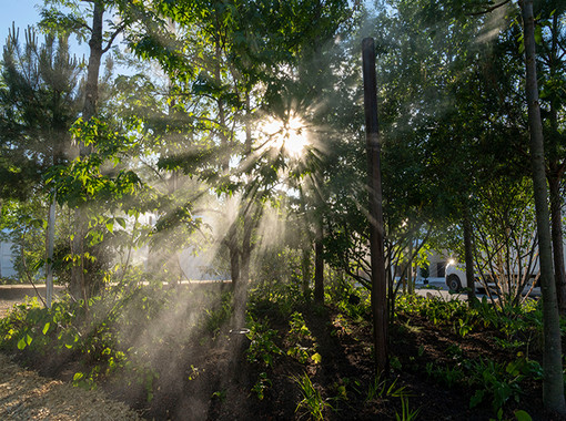 Die Sonne fällt durch die Bäume am Klimawäldchen auf der Theresienwiese