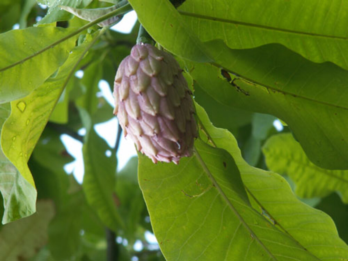Magnolia tripetala