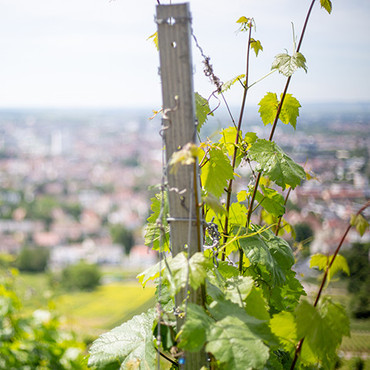 Geführte Weinwanderung rund um die Genossenschaftskellerei