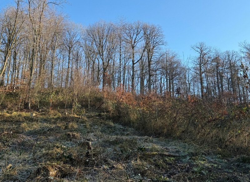 Waldgrundstück des Schuldwaldes