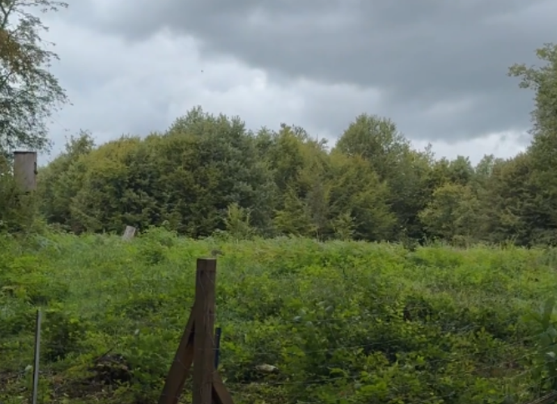 Die 0,4 Hektar große Fläche wurde mit über 1300 Bäumen bepflanzt. Foto: Stadt Heilbronn