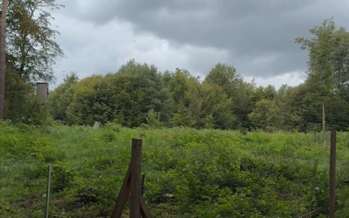 Die 0,4 Hektar große Fläche wurde mit über 1300 Bäumen bepflanzt. Foto: Stadt Heilbronn