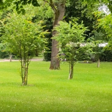 Grüne Parkfläche auf dem Heilbronner Südfriedhof mit Rasen, alten Bäumen und mehreren jungen, neu gepflanzten Bäumen. Im Hintergrund ist dichter Gehölzbestand zu sehen.