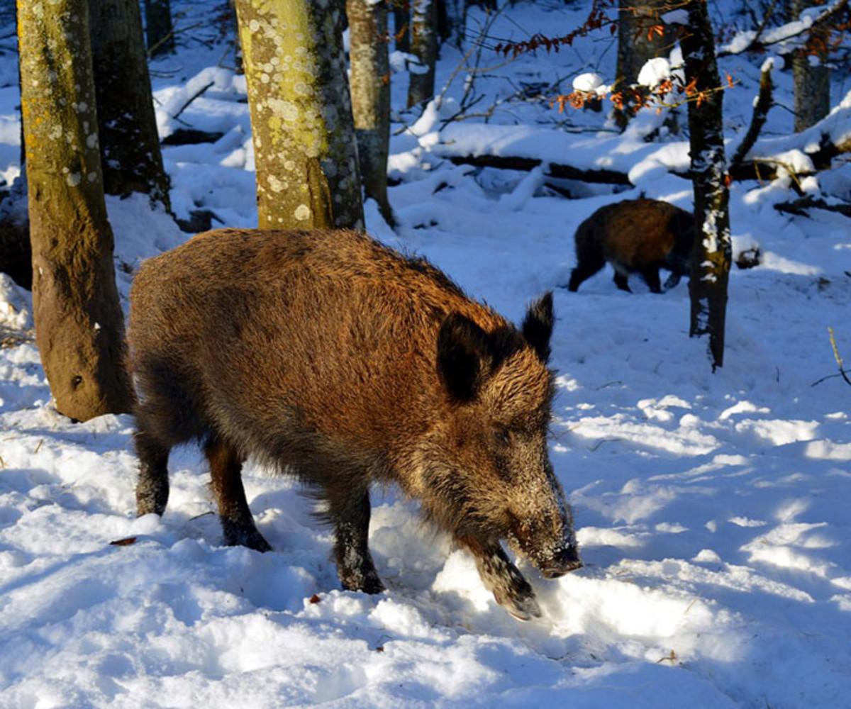 Wildschwein im Schnee
