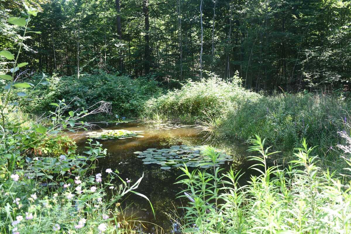 Der Stadtwald ist die grüne Lunge von Heilbronn. Foto: Stadt Heilbronn/Claudia Küpper