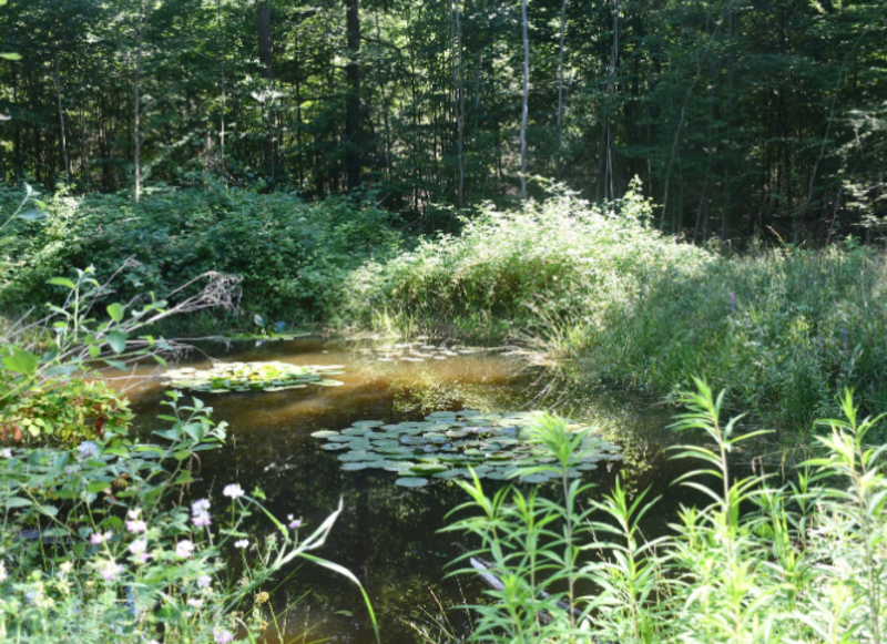 Einer der Tümpel ist dauerhaft wasserführend, was eine längere Verfügbarkeit des Wassers durch Verdunsten ermöglicht. Foto: Stadt Heilbronn