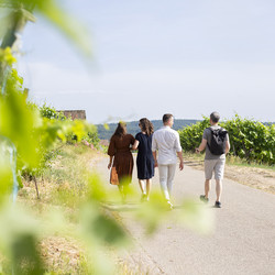 Tour durch die Weinberge