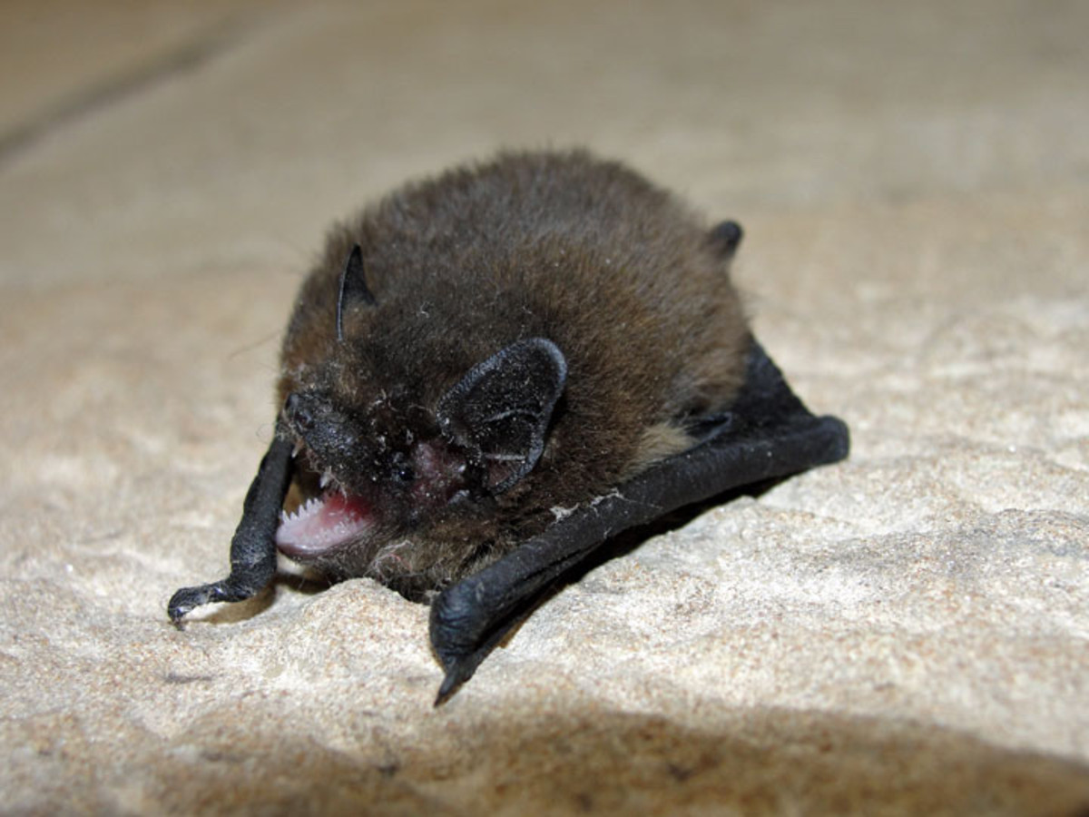 Zwergfledermaus