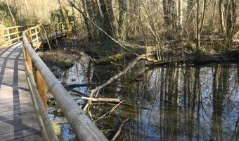 Über einen Steg können Gäste hier trockenen Fußes im Erlensumpfwald wandeln. (Foto: Friese)