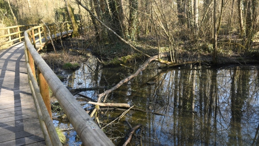 Über einen Steg können Gäste hier trockenen Fußes im Erlensumpfwald wandeln. (Foto: Friese)