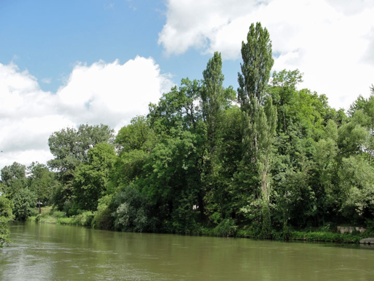 Blick von Westen über den Neckar auf die Schaeuffeleninsel. (Foto: Juni 2012)