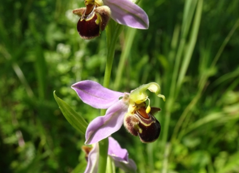 Zeichen des Klimawandels: Die Orchideenart Bienen-Ragwurz hat sich im Köpfertal angesiedelt. (Foto: Riexinger)