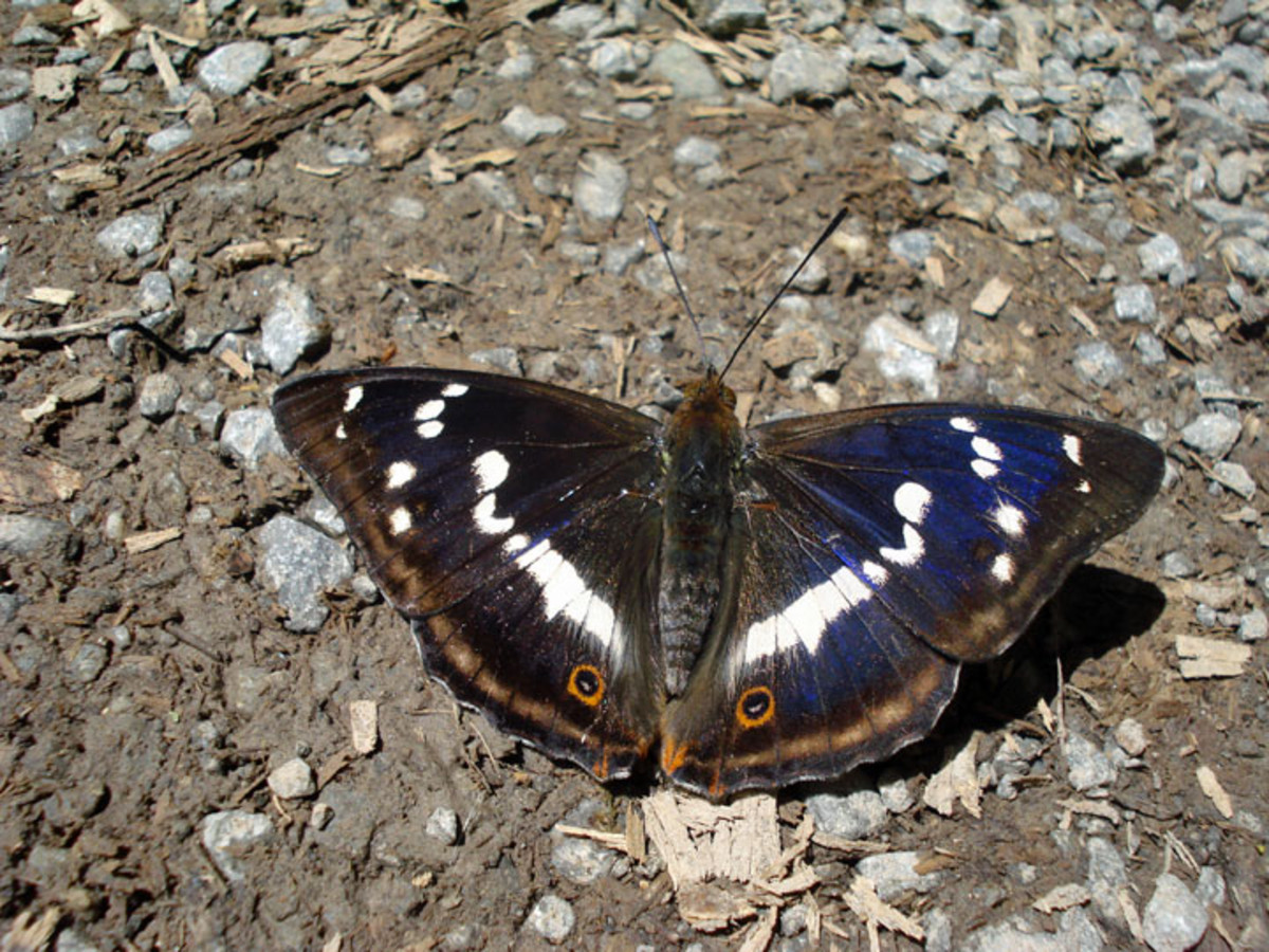 Großer Schillerfalter