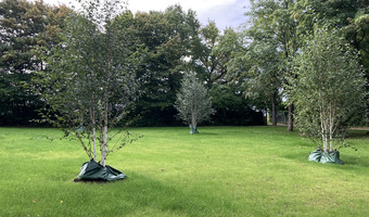 Das Bild zeigt eine Wiesenfläche mit kleineren Himalaya-Birken auf dem neuen Areal für alternative Bestattungsformen in Böckingen. 