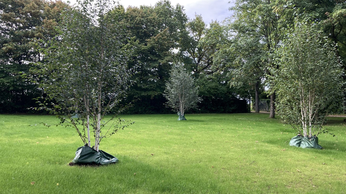 Das Bild zeigt eine Wiesenfläche mit kleineren Himalaya-Birken auf dem neuen Areal für alternative Bestattungsformen in Böckingen. 
