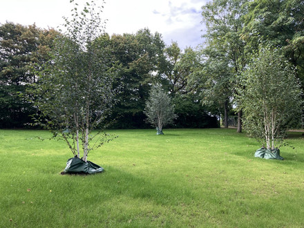 Das Bild zeigt eine Wiesenfläche mit kleineren Himalaya-Birken auf dem neuen Areal für alternative Bestattungsformen in Böckingen. 