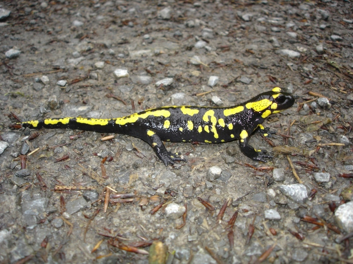Stehen unter Naturschutz: Feuersalamander, die im Herbst in ihre Winterquartiere wandern und dabei auch Straßen überqueren. Stadt Heilbronn/Riexinger