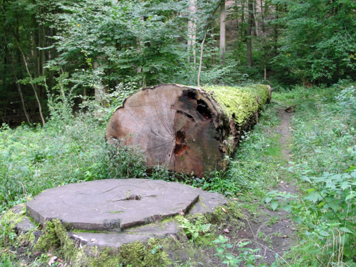Gefällte Kepplereiche. (Foto: September 2010)