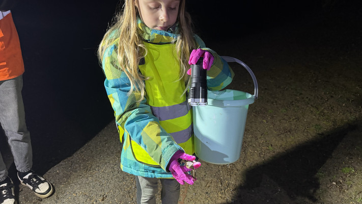 Auf dem Foto ist ein kleines Mädchen im Grundschulalter zu sehen. Es trägt eine leuchtend gelbe Warnweste und hält eine Taschenlampe sowie einen Plastikeimer im Arm. In der einen Hand hält sie eine etwa so groß wie ihre Hand große Erdkröte in die Kamera.