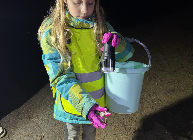 Auf dem Foto ist ein kleines Mädchen im Grundschulalter zu sehen. Es trägt eine leuchtend gelbe Warnweste und hält eine Taschenlampe sowie einen Plastikeimer im Arm. In der einen Hand hält sie eine etwa so groß wie ihre Hand große Erdkröte in die Kamera.