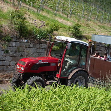 Traktorsafari durch die Weinberge