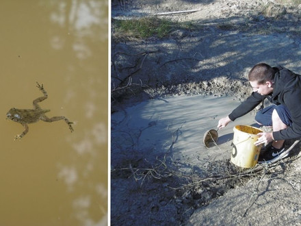 Links schwimmt eine Gelbbauchunken Kaulquappe in trübem Wasser. Rechts schöpft der Auszubildende Adrien Franzen bei einer spontanen Rettungsaktion Wasser und Kaulquappen aus einer austrocknenden Pfütze in einen Eimer.