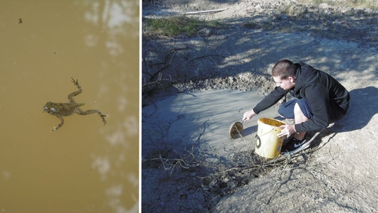 Links schwimmt eine Gelbbauchunken Kaulquappe in trübem Wasser. Rechts schöpft der Auszubildende Adrien Franzen bei einer spontanen Rettungsaktion Wasser und Kaulquappen aus einer austrocknenden Pfütze in einen Eimer.