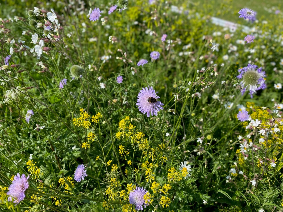 Bunte Blumen und Gräser erfreuen Insekten (Foto: Grünflächenamt)