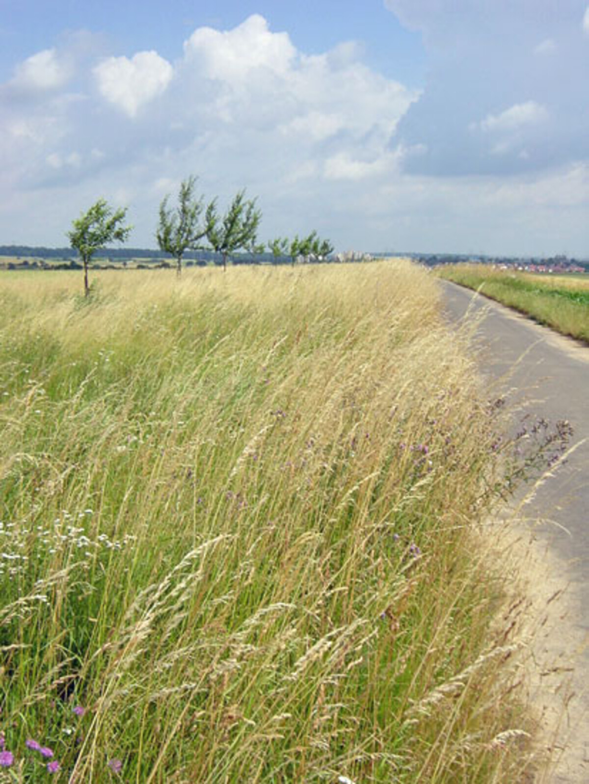 Ackerrandstreifen in Böckingen, Trappenhöhe