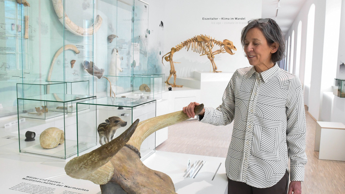 Das Bild zeigt Museumsmitarbeiterin Birgit Hummler an den Hörnern eines Auerochsen aus dem Eiszeitalter. 