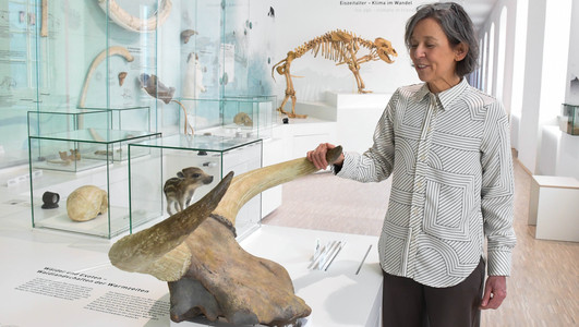 Das Bild zeigt Museumsmitarbeiterin Birgit Hummler an den Hörnern eines Auerochsen aus dem Eiszeitalter. 