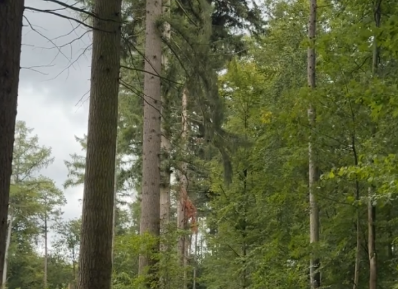 Der Stadtwald hat mehrere Funktionen als grüne Lunge der Stadt, Erholungsgebiet und Lebensraum. Foto: Stadt Heilbronn