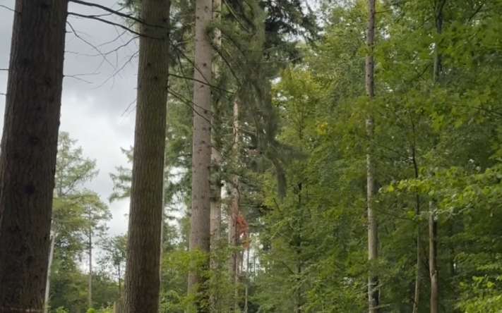 Der Stadtwald hat mehrere Funktionen als grüne Lunge der Stadt, Erholungsgebiet und Lebensraum. Foto: Stadt Heilbronn