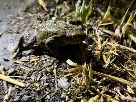 Auf dem Foto ist eine Erdkröte sitzend auf einer Straße zu sehen.