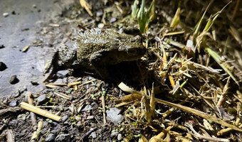 Auf dem Foto ist eine Erdkröte sitzend auf einer Straße zu sehen.