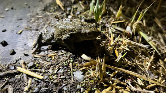 Auf dem Foto ist eine Erdkröte sitzend auf einer Straße zu sehen.