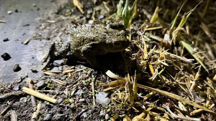 Auf dem Foto ist eine Erdkröte sitzend auf einer Straße zu sehen.
