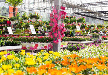 PflanzenKölle Gartencenter GmbH & Co. KG