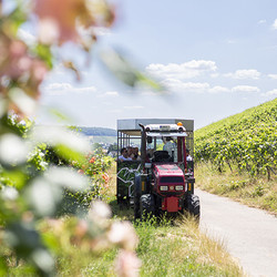 Traktorsafari durch die Weinberge