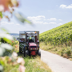 Traktorsafari durch die Weinberge