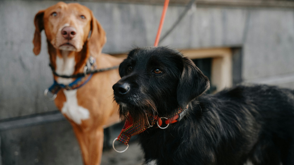 Das Bild zeigt zwei Hunde, die in der Stadt an der Leine geführt werden.