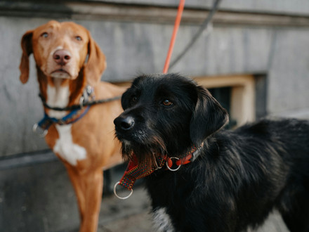 Das Bild zeigt zwei Hunde, die in der Stadt an der Leine geführt werden. 