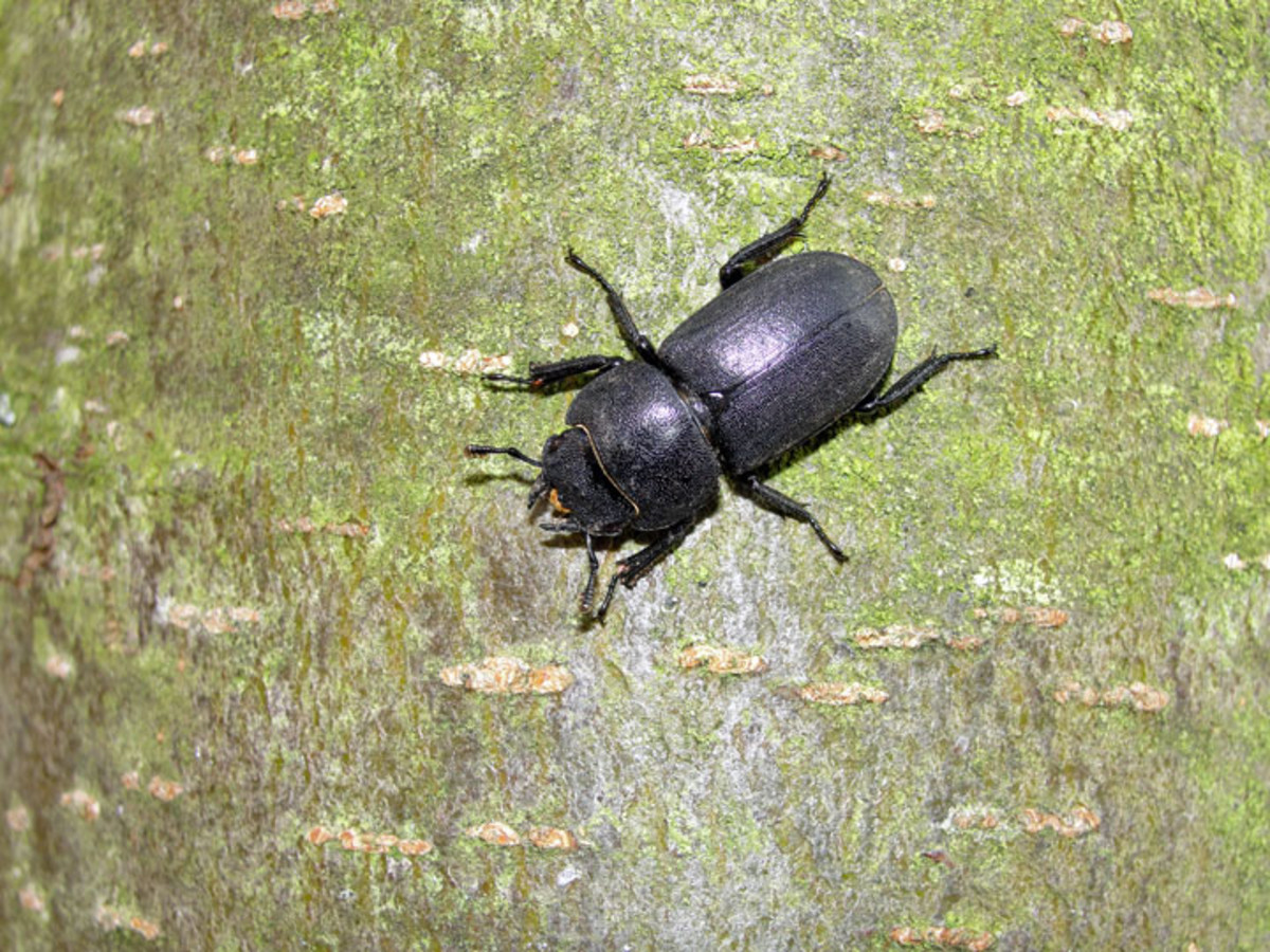 Balkenschröter