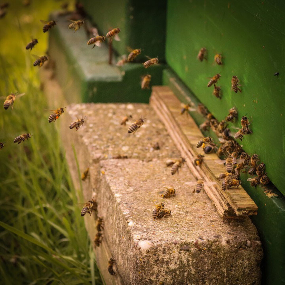 Bienen (Foto: pixabay)
