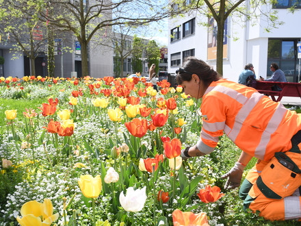 Das Bild zeigt eine Gärtnerin der Stadt beim Unkrautzupfen in einem Beet mit Tulpen, Vergissmeinnicht, Stiefmütterchen und am Max-Beermann-Platz. 