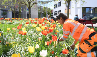 Das Bild zeigt eine Gärtnerin der Stadt beim Unkrautzupfen in einem Beet mit Tulpen, Vergissmeinnicht, Stiefmütterchen und am Max-Beermann-Platz. 