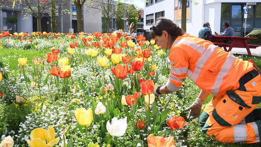 Das Bild zeigt eine Gärtnerin der Stadt beim Unkrautzupfen in einem Beet mit Tulpen, Vergissmeinnicht, Stiefmütterchen und am Max-Beermann-Platz. 
